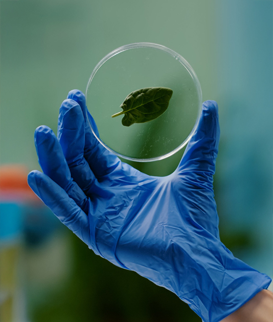 analisis foliar