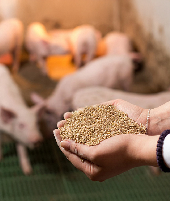 nutricion animal